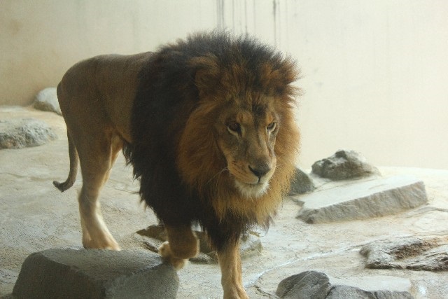 ＜百獣の王・ライオン＞：アイフル